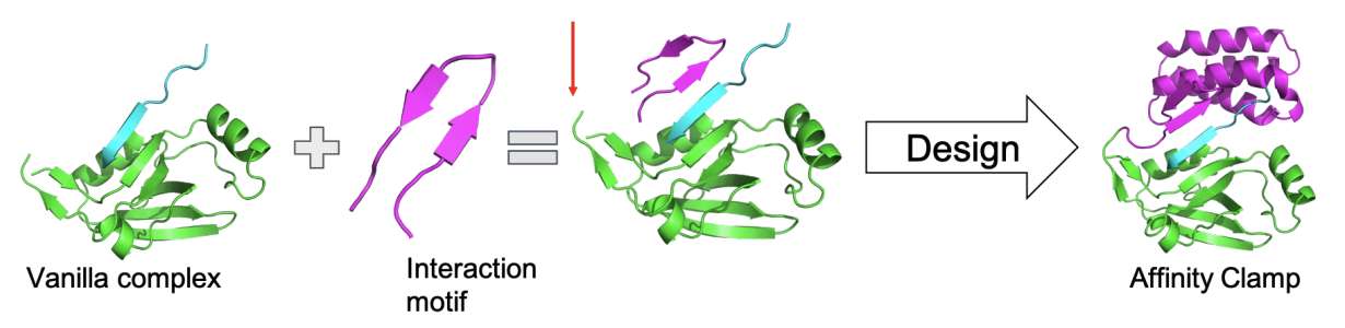 Challenges in AI-based Protein Design